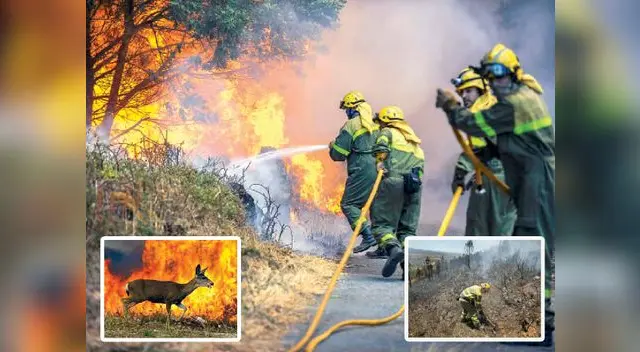 Los incendios destruyen el hábitat de los animales