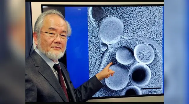 Yoshinori Ohsumi, biologo japones descubrió encontró en la levadura pistas contra el Alzheimer