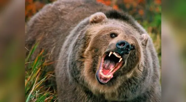 Osa parda ataca dos veces a un hombre Osa parda ataca dos veces a un hombre