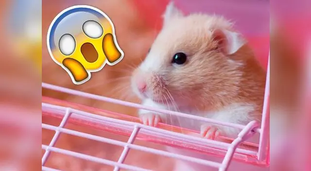 Muerte de un hámster causó motín en una cárcel de Reino Unido