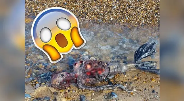 Hombre asegura haber descubierto el cadáver de una sirena