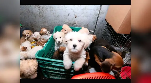 Municipalidad de Lima rescatan a 40 cachorros en el Cercado de Lima 