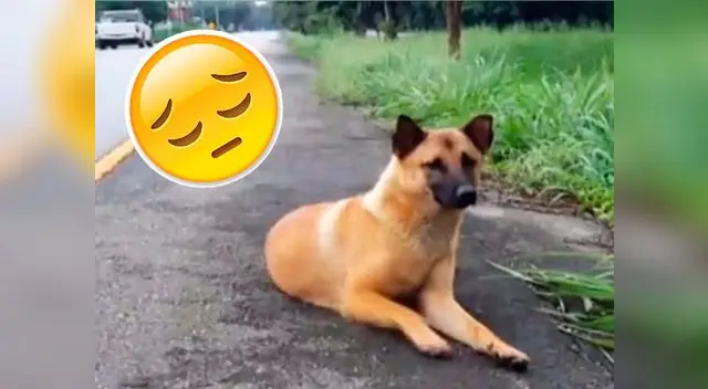 Perro muere esperando a sus dueños Perro muere esperando a sus dueños