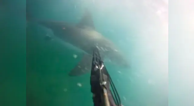 Hombre es atacado por un tiburón blanco