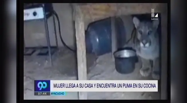 Regresan a casa en Ayacucho y encuentran un puma su cocina Regresan a casa en Ayacucho y encuentran un puma su cocina