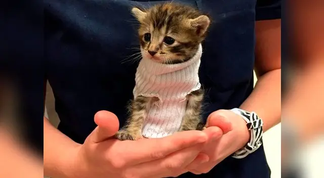 Gatita tuvo suerte de ser adoptada