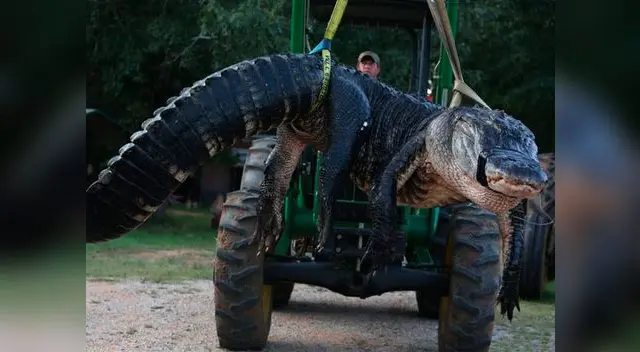 El animal fue capturado por el cazador Ken Owens 