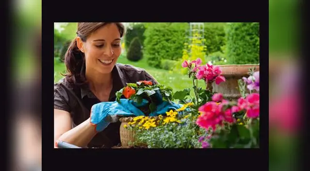 Preparar la tierra, mezclando diferentes sustratos o comprando algunos ya listos. Preparar la tierra, mezclando diferentes sustratos o comprando algunos ya listos.