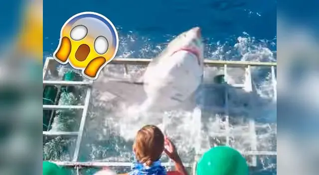 Tiburón blanco rompe jaula Tiburón blanco rompe jaula