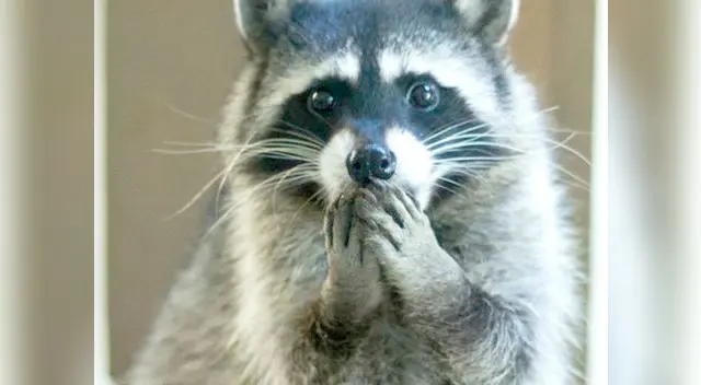 Mapache se ve envuelto en un gracioso momento que se ha viralizado en YouTube Mapache se ve envuelto en un gracioso momento que se ha viralizado en YouTube
