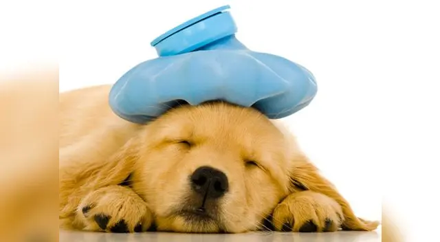 La temperatura normal de los perros varia entre 38,5 y 38,8 grados centígrados La temperatura normal de los perros varia entre 38,5 y 38,8 grados centígrados