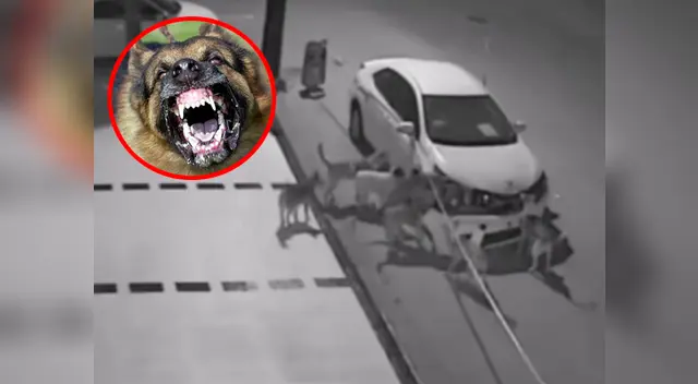 Los perros rodearon el auto y comenzaron con el ataque 