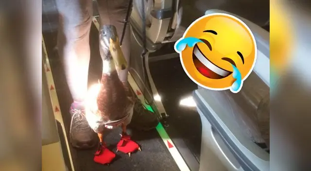 Un pato y su peculiar atuendo