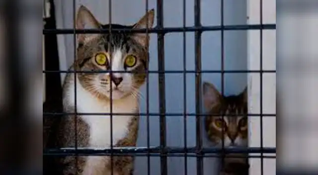 Regidor de Chincha celebra matanza de gatos 