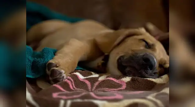Si tu perro duerme así, es porque esta soñando contigo Si tu perro duerme así, es porque esta soñando contigo