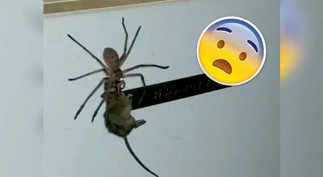 Araña gigante causa asombro por cazar un ratón