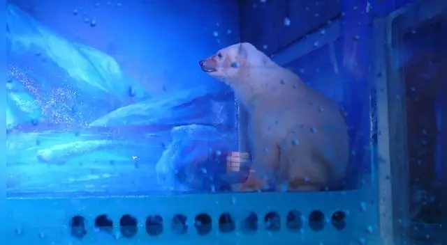 Sufre por no estar en su hábitat Sufre por no estar en su hábitat