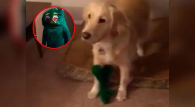 Así reaccionó un perro cuando su dueño se disfraza como su juguete favorito Así reaccionó un perro cuando su dueño se disfraza como su juguete favorito