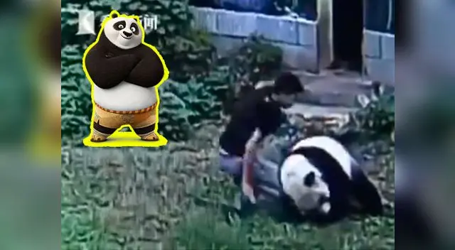 Panda da lección a joven chino