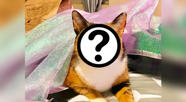  Esta gata es la nueva sensación de la red social