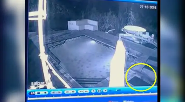 El cocodrilo causó terror en la pareja que disfrutaba de la soledad 