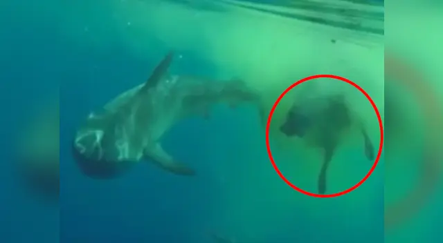 El tiburón tiñó el océano con la sangre de la vaca 