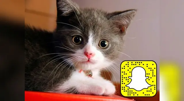 Gatos son sensación en snapchat