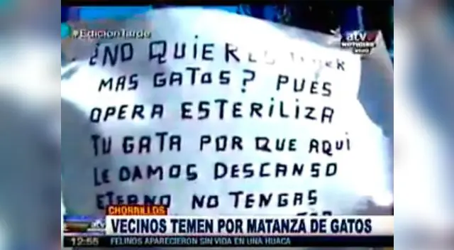 Matanza de gatos en Chorrillos asusta a los vecinos. Matanza de gatos en Chorrillos asusta a los vecinos.