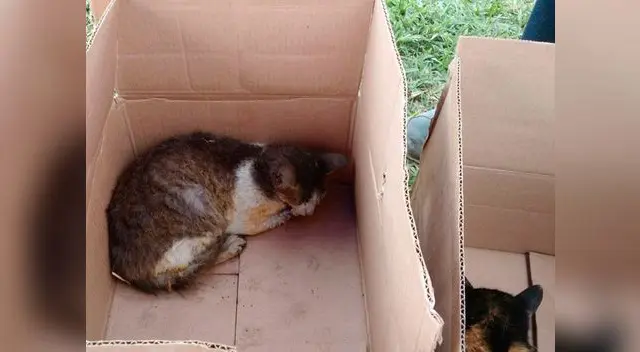 Mascotas de Cantagallo resultaron heridas con quemaduras en incendio Mascotas de Cantagallo resultaron heridas con quemaduras en incendio