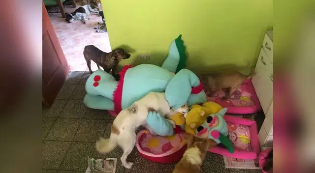 Con amor hacia los animales.