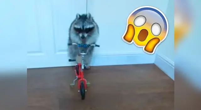  Mapache montando bicicleta causa sensación en las redes