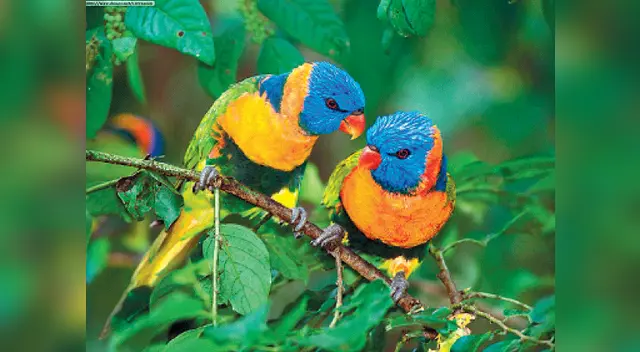 el Manu tiene más de 800 especies en aves en cuidado y 200 en mamíferos