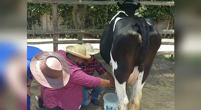 Ordeñando una vaca. No le fue fácil.
