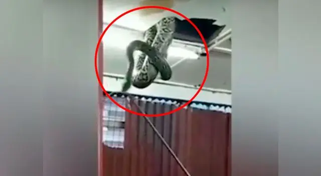 La serpiente comenzó a desprender parte del techo debido a su gran peso La serpiente comenzó a desprender parte del techo debido a su gran peso