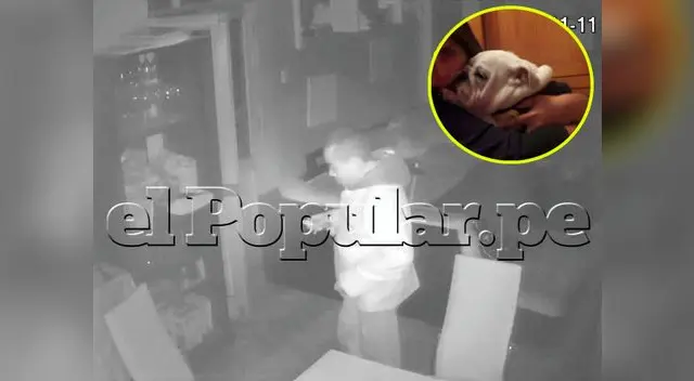 Ladrones roban casa y matan a perrito guardián Ladrones roban casa y matan a perrito guardián