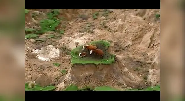 Vacas quedaron atrapadas tras terremoto en Nueva Zelanda Vacas quedaron atrapadas tras terremoto en Nueva Zelanda