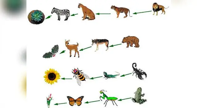 La cadena alimenticia