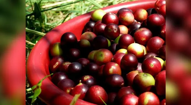 Ideal para mantener alejadas enfermedades como el cáncer.