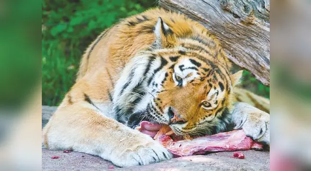 Los consumidores del segundo orden pueden ser carnívoros y omnívoros