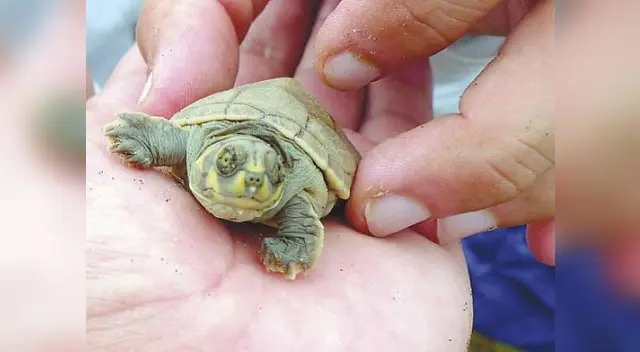 Así es la fiesta de la conservación, liberación de taricayas en la reserva Pacaya Samiria Así es la fiesta de la conservación, liberación de taricayas en la reserva Pacaya Samiria