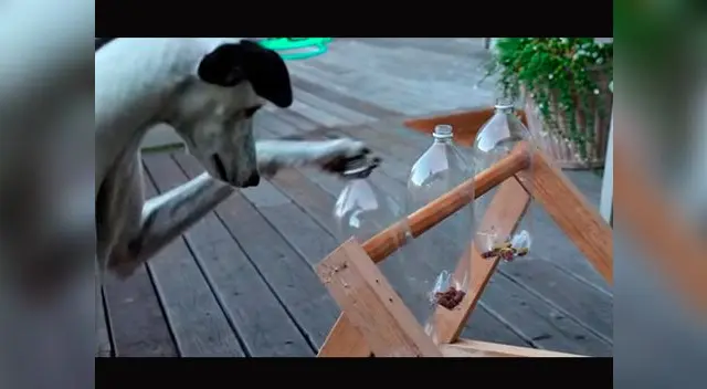 Juego de la botella y galleta. Juego de la botella y galleta.