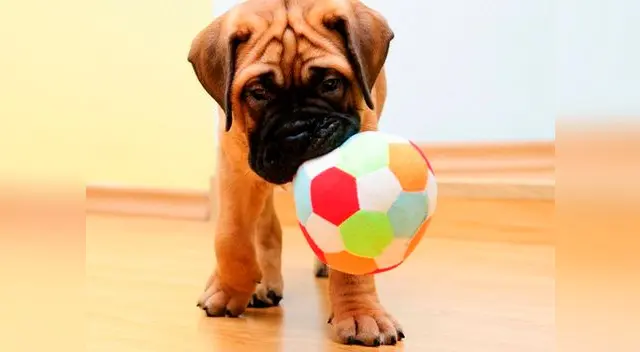 Juguete para cachorros Juguete para cachorros