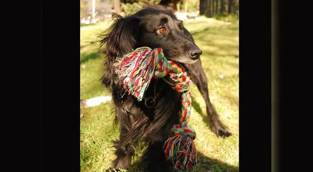 Los juguetes que divierten a un perro. Los juguetes que divierten a un perro.