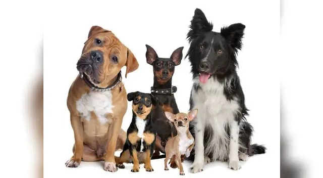 Busca tu signo y encuentra la raza de perro que iría genial contigo