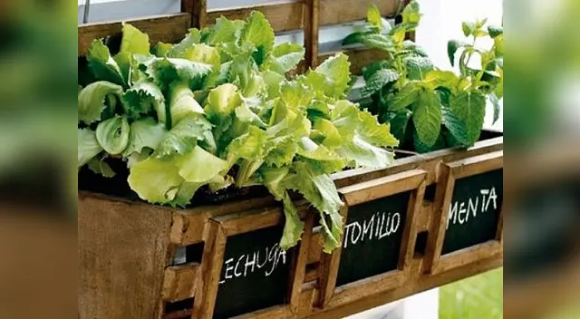 Arma tu propio biohuerto con estos consejos Arma tu propio biohuerto con estos consejos