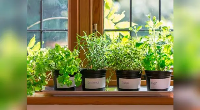 Arma tu propio biohuerto con estos consejos Arma tu propio biohuerto con estos consejos