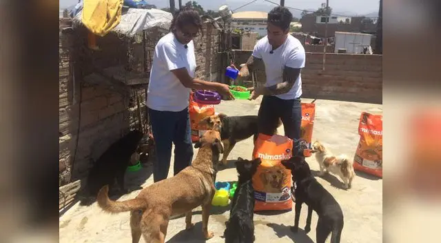 Dando de comer a los canes.