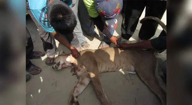 Un puma atacó a agricultor y luego los lugareños matan al animal salvaje