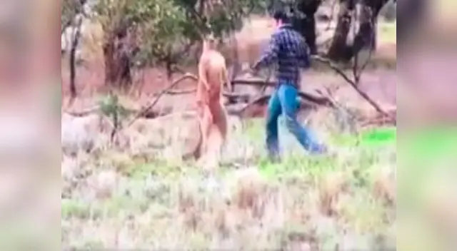 Hombre pelea con canguro en Australia para salvar a su perro