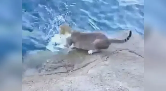Gato entra al mar para atrapar su pez Gato entra al mar para atrapar su pez